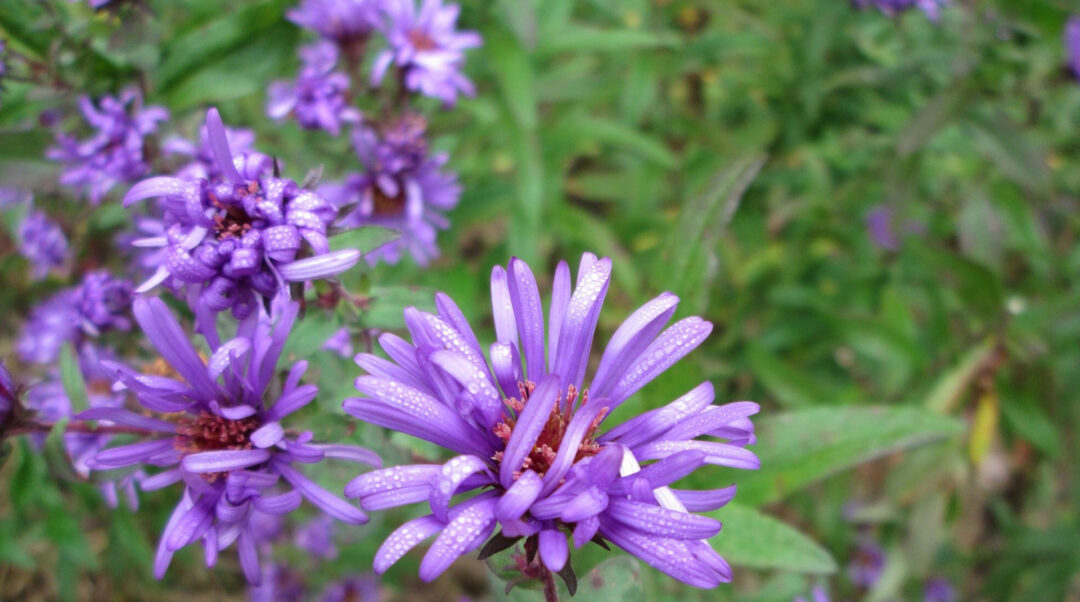 The History and Benefits of Essential Oils